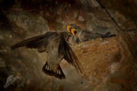 Brehule skalni - Ptyonoprogne rupestris - Eurasian Crag Martin 8717